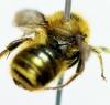 Osmia caerulescens